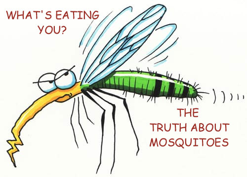 The truth about Mosquitoes